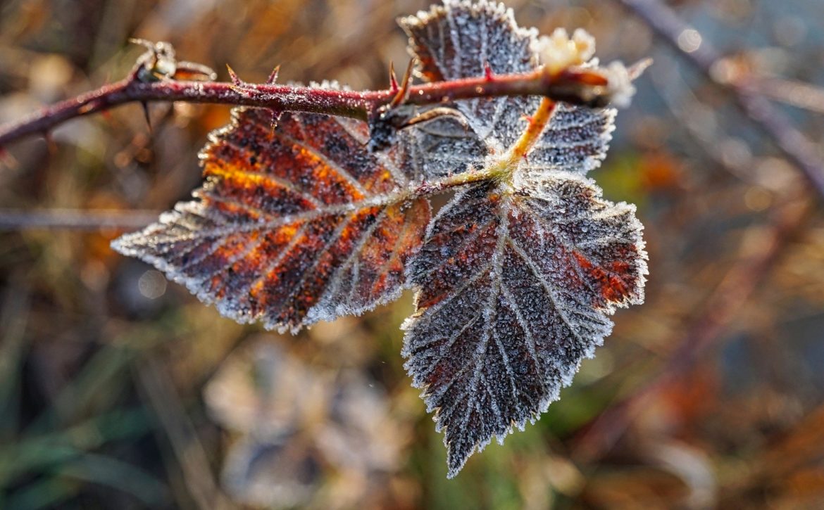 frost-4769812_1920