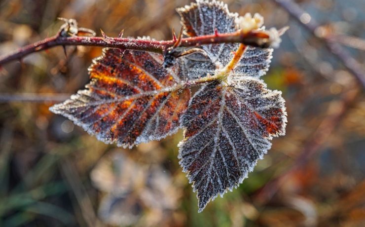 frost-4769812_1920