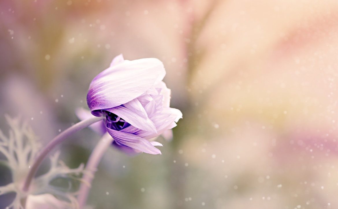 anemone-1533515_1920 (1)