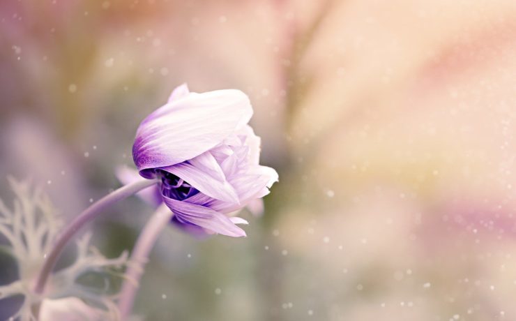 anemone-1533515_1920 (1)
